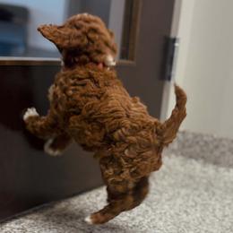 Bernedoodle, Goldendoodle, and Poodle Puppies from 4goldendoodles