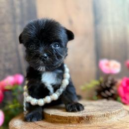 Luca - Black and tan male Yorkshire Terrier puppy in Howe, Oklahoma from Ray Holder