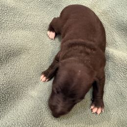 Little boy 3 - Seal male Italian Greyhound puppy in North Carolina from Celtic Sighthounds