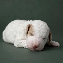 Joey - Parti male Goldendoodle puppy in Lancaster, California from Kid's Best Doodle