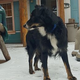 Tinker - Australian Shepherd