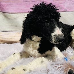 Milo Grey collar - Poodle puppy in Salisbury, North Carolina from Majestic’s Poodles