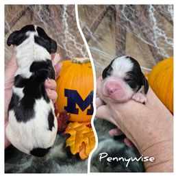 Pennywise - Black white and tan male English Springer Spaniel puppy in Freeland, Michigan from McNally's Springer Spaniels