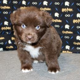 Australian Shepherd Puppies from HP Aussie Kennels