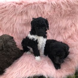 German Shepherd and Poodle Puppies from United Broughton Kennel