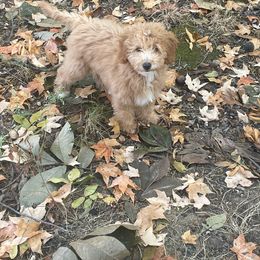 Sweetie - Goldendoodle puppy from Danielle's Doodles