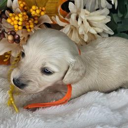 Ocean - Cream male Dachshund puppy in Lakeland, Florida from Buckwild Doxies