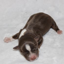 Tinkerbell - Red tri female Miniature Australian Shepherd puppy in Paris, Texas from Kuttin’ Up Mini Aussies