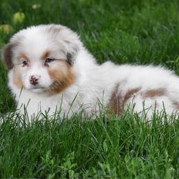 Sterling - Red merle female Australian Shepherd puppy in Easton, Missouri from MMA Kennel