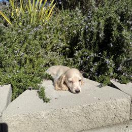 Cream male 2 - Cream male Dachshund puppy in San Diego, California from San Diego Dachshunds