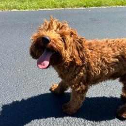 Moxy - Red  female Goldendoodle puppy in Jasper, Indiana from Hilltop Pups LLC