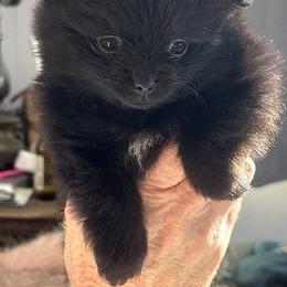 Pomeranian Puppies from Starlight Pomeranians