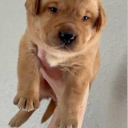 Huckleberry Pie - Yellow male Labrador Retriever puppy in Morriston, Florida from Penny Lane Labradors