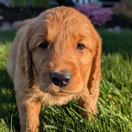 Golden Retriever Puppies from Chrysus Spirit Goldens
