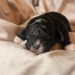 Sailor - Black and white male Cockapoo puppy in Saint Louis, Missouri from Jax Doodles