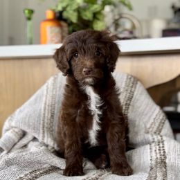 Raven - Chocolate female Goldendoodle puppy in St George, Utah from Doodle Bears of Southern Utah