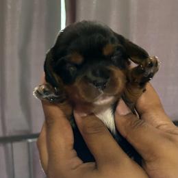 Cavalier King Charles Spaniel puppies from Dream Maker Cavaliers