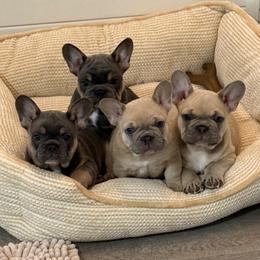 French Bulldog puppies from Foster Lake Frenchies