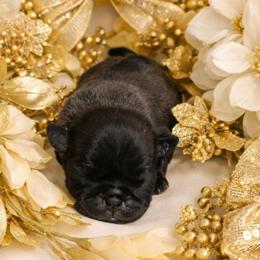 Silver Boy - Silver male Pug puppy in Tulsa, Oklahoma from Locust Creek Pugs