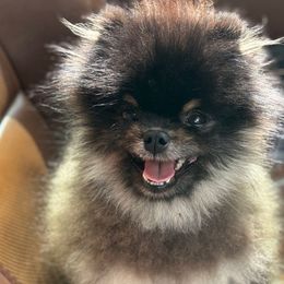 Pomeranian puppies from Rocky Mountain Pomeranians