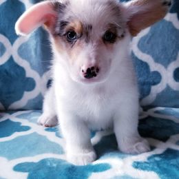 American Corgi and Pembroke Welsh Corgi Puppies from Whimsical Treasure Corgis