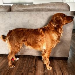 Golden Retrievers from Three Oaks Golden Retrievers