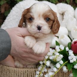 Walter - Blenheim male Cavalier King Charles Spaniel puppy in Lula, Georgia from Cavaliers by Crumley