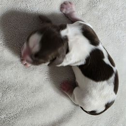 Poki - Liver white and roan male English Springer Spaniel puppy in Florida from Thunderbird Springers