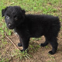 Jafar - Black & white male Australian Shepherd puppy in Harrah, Oklahoma from Whippoorwill Aussies of Oklahoma