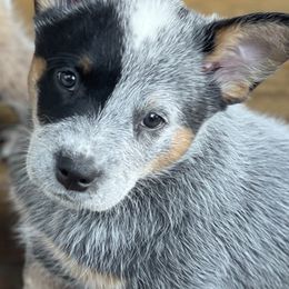 Australian Cattle Dogs from Tall Pines Cattle Dogs