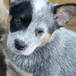 Australian Cattle Dogs from Tall Pines Cattle Dogs