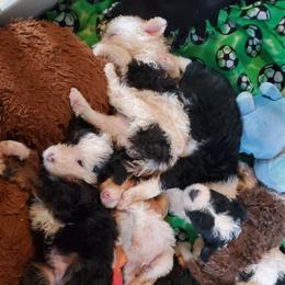 Pomeranian and Sheepadoodle Puppies from Fluffy Wonders Poms and Doodles