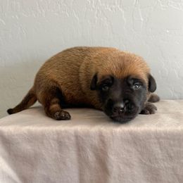 Glacier (teal) - Fawn sable female Belgian Malinois puppy in Buckeue, Arizona from Légende Vivante Du Chief Kennel