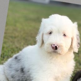 Bernedoodles, Goldendoodles, Old English Sheepdogs, Poodles, and Sheepadoodles from Funky Feather Farms