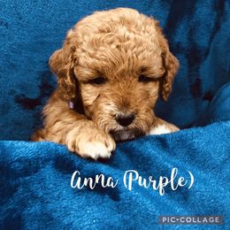 Goldendoodle Puppies from Stella’s Stunning Goldendoodles of VA