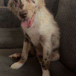 Adam (Blue) - Red merle male Australian Shepherd puppy in Sun City Center, Florida from Loyal Liberty Aussies