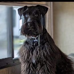 Rowan - Miniature Schnauzer