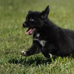Syrax - Black & white female Australian Shepherd puppy in Kokomo, Indiana from North Central Aussies
