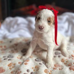 Pumpkin - Parti male Goldendoodle puppy in Milan, Georgia from Joe and Dogs