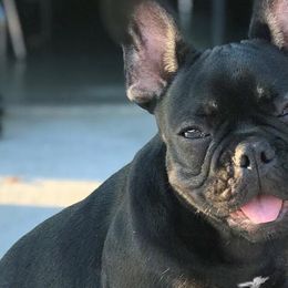 French Bulldogs from High Desert King Bullies