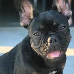 French Bulldogs from High Desert King Bullies