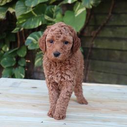 Rosie (Orange Collar) - Cream female Goldendoodle puppy in Palmetto Bay, Florida from SOMIDOODLES