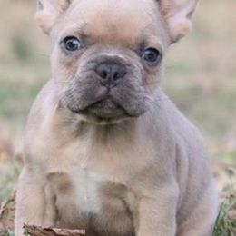 French Bulldogs from Frenchies on 260