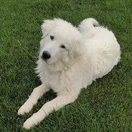 Maremma Sheepdog All Grown Up from The Ewe Crew Homestead LLC