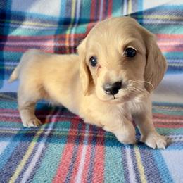 Confetti - Cream male Dachshund puppy in Sacramento, California from MiniDoxPups
