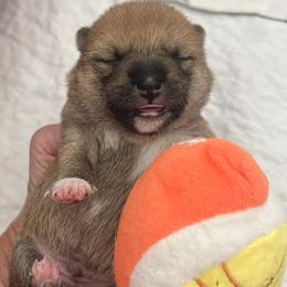 Joseph - Red male Shiba Inu puppy in Milton, Florida from Moonlight Shibas