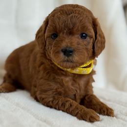 Daisy (6-8 lbs full grown) - Red  female Goldendoodle puppy in Phelan, California from High Desert Doodles - the original
