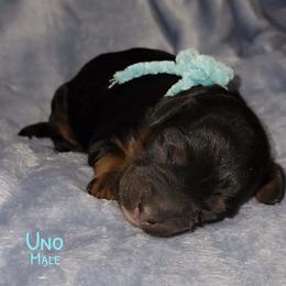Boy 2 - Tri-color male Australian Labradoodle puppy in Beecher, Illinois from Erica’s Doodles