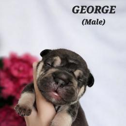 French Bulldog Puppies from True Joy French Bulldogs
