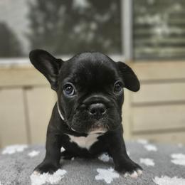 Diesel - Black and white male French Bulldog puppy in Bend, Oregon from High Lakes Frenchies